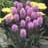 LIATRIS SPICATA KOBOLD #1
