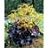 LIGULARIA BRITT-MARIE CRAWFORD#2