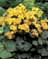 LIGULARIA DEN DESDEMONA #2