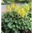 LIGULARIA STE LITTLE ROCKET #2