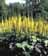 LIGULARIA STE THE ROCKET #2