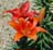LILIUM ASI FOREVER SUSAN #2