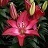 LILIUM ASI TINY DIAMOND#1/7"ROSE