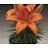 LILIUM ASI TINY INVADER #1/7"ORG