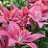 LILIUM ASI TINY PEARL #1/7" PINK