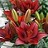 LILIUM ASI TINY ROCKET #1/7" RED