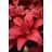 LILIUM ASI TINY RANGER #1/7" YEL