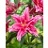 LILIUM OR ROS LILY ANOUSKA #1