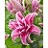 LILIUM ORI ROSE LILY SAMANTHA #1