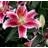 LILIUM ORI STARGAZER #1 PINK