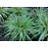 LIRIOPE SPICATA LILY TURF #1