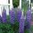 LUPINUS POL GALLERY BLUE #1 MINI