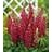 LUPINUS POL GALLERY RED #1 MINI