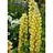LUPINUS POL GALLERY YELLOW#1MINI
