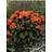 LYCHNIS ARK ORANGE GNOME #1