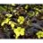 LYSIMACHIA FIRECRACKER #1