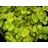 LYSIMACHIA NUM AUREA 4"/10T