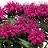 MONARDA DID BALMY PURPLE #1