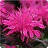 MONARDA DID BALMY ROSE #1