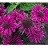MONARDA BEE-YOU BEE HAPPY #1