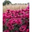 MONARDA BEE-YOU BEE MERRY #1
