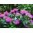 MONARDA DID GRAND PARADE #1