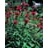 MONARDA JACOB CLINE #1