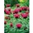 MONARDA RASPBERRY WINE #1