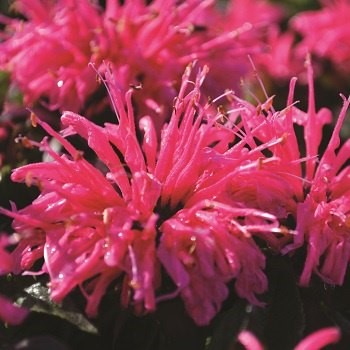 MONARDA SUGARBUZ BUBBLGUM BLST#1
