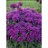 MONARDA SUGARBUZZ GRAPEGUMBALL#1