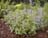 NEPETA FAA BLUE WONDER #1