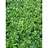 PACHY GREEN CARPET 2.25"/24T