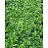 PACHY GREEN CARPET 3.5"/18 T