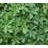 PACHYSANDRA JAP SPURGE 10C/4"