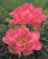 PAEON LAC PAULA FAY #2 PINK