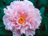 PAEON LAC SARAH BERNHARDT #2 PNK