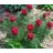 PAEON TEN FERNLEAF #2 RED