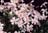 PHLOX SUB CANDY STRIPES #1