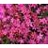 PHLOX SUB CRIMSON BEAUTY #1