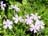 PHLOX SUB EMERALD BLUE #1