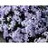 PHLOX SUB EMERALD CUSHION #1BLUE