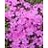 PHLOX SUB EMERALD PINK #1