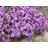 PHLOX SUB PURPLE BEAUTY #1