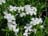 PHLOX SUB WHITE DELIGHT #1