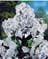 PHLOX PAN DAVID #1