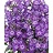 PHLOX PAN EARLY START PURPLE #1