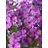 PHLOX PAN EARLY START RED #1