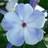 PHLOX PAN FLAME BLUE #1
