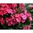 PHLOX PAN FLAME CORAL #1