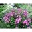 PHLOX PAN FLAME PINK #1